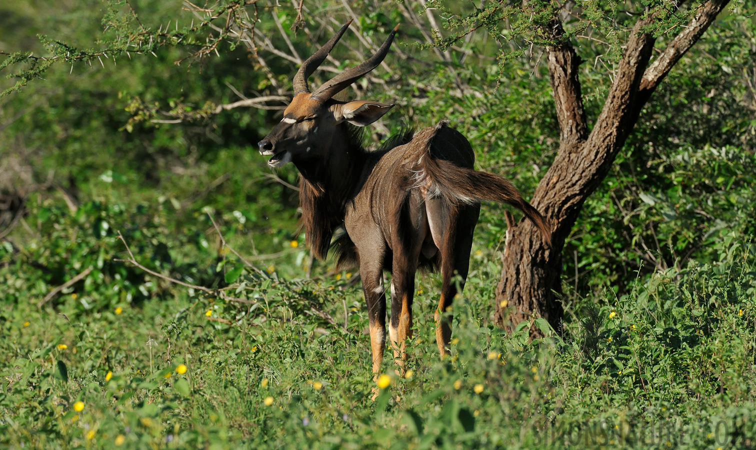 Nyala angasii [440 mm, 1/2500 sec at f / 8.0, ISO 1600]